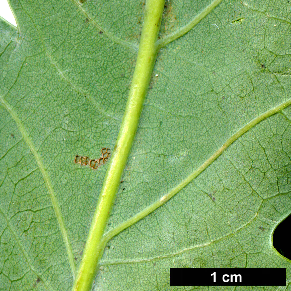High resolution image: Family: Fagaceae - Genus: Quercus - Taxon: ×bimundorum (Q.alba × Q.robur)